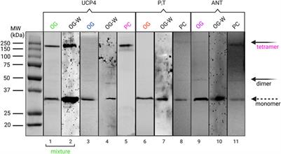Expression, purification and folding of native like mitochondrial carrier proteins in lipid membranes